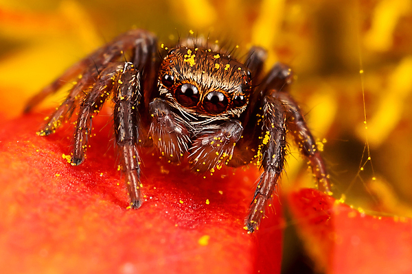 포토 JPG 해외이미지 식물 동물 꽃잎 꽃 곤충 백그라운드 자연 수염 사람없음 빨간색 뷰티 정원 점프 벚꽃 벌레 작음 수분 거미 꽃가루 해외포토 컬러 모션 크기 가루 생태계 파일형식 이미지허브