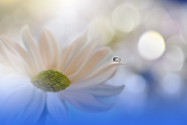 포토 JPG 해외이미지 식물 디자인 배너 꽃 백그라운드 꽃무늬 자연 벽지 추상 휴가 새로움 기념 사랑 미술 사람없음 장식 파란색 컬러풀 뷰티 봄 덮개 벚꽃 축하 인사 신용카드 메뉴 캔버스 초대 파스텔톤 해외포토 계절 감정 컬러 컨셉 무늬 문화예술 금융 뚜껑 예절 생태계 파일형식 이미지허브