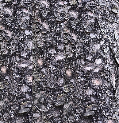 포토 JPG 해외이미지 나무 백그라운드 패턴 자연 표면 날씨 추상 건조 사람없음 목재 갈색 환경 어둠 거친 숲 묘사 유기농 질감 나무껍질 잡동사니 내추럴 그런지 수목 엘리먼트 옛날 울퉁불퉁 노화 해외포토 식물 웰빙 컬러 컨셉 무늬 재료 껍질 생태계 파일형식 이미지허브