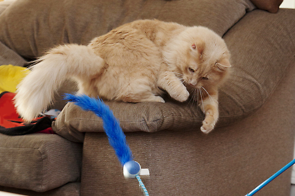포토 JPG 해외이미지 동물 가구 의자 오렌지 장난 공 포유류 놀이 털 사람없음 옆모습 파란색 반려동물 장난감 뷰티 고양이 공격 깃털 호기심 준비 사냥 솜털 때리기 해외포토 감정 뷰포인트 컬러 생활용품 컨셉 과일 모션 파일형식 이미지허브