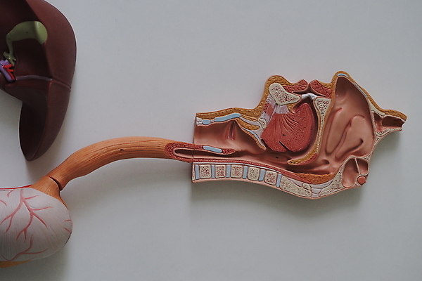 포토 JPG 해외이미지 모델 과학 해부 사람 사람없음 약 오르간 해외포토 의학 건반악기 파일형식 이미지허브