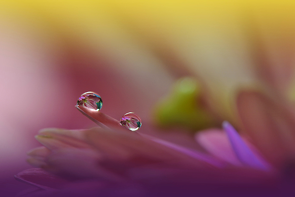 포토 JPG 해외이미지 식물 디자인 배너 꽃 백그라운드 꽃무늬 자연 벽지 추상 휴가 새로움 기념 사랑 미술 사람없음 장식 컬러풀 뷰티 봄 덮개 벚꽃 물방울 축하 인사 신용카드 메뉴 데이지 캔버스 초대 파스텔톤 해외포토 계절 감정 컬러 컨셉 무늬 문화예술 금융 뚜껑 예절 생태계 파일형식 이미지허브