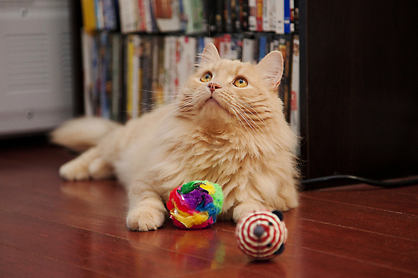 포토 JPG 해외이미지 동물 접시 응시 얼굴 포즈 백그라운드 오렌지 장난 공 포유류 털 앉기 사람없음 물 반려동물 장난감 뷰티 카메라 고양이 흰색 호기심 솜털 주근깨 노려봄 해외포토 자연요소 식기 시선 감정 컬러 컨셉 과일 모션 표정 신체부위 전자제품 점 파일형식 이미지허브