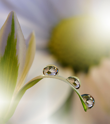 포토 JPG 해외이미지 식물 디자인 배너 꽃 백그라운드 꽃무늬 자연 벽지 추상 휴가 새로움 기념 사랑 미술 사람없음 장식 컬러풀 뷰티 봄 덮개 벚꽃 축하 인사 신용카드 메뉴 데이지 캔버스 초대 파스텔톤 해외포토 계절 감정 컬러 컨셉 무늬 문화예술 금융 뚜껑 예절 생태계 파일형식 이미지허브