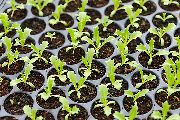 포토 JPG 해외이미지 나무 식물 계절 음식 잎 농업 채소 자연 쟁반 씨앗 사람없음 초록색 농장 새싹 환경 정원 흙 샐러드 성장 신선 상추 준비 유기농 원예 내추럴 땅바닥 모종 밭일 생태학 심기 처음 로메인상추 세련 해외포토 웰빙 교육 산업 컬러 모션 바닥 취미 생태계 파일형식 이미지허브