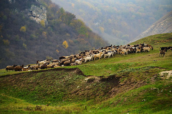 포토 JPG 해외이미지 주간 자연 산 사람없음 야외 가축 양 방목 해외포토 자연요소 동물 포유류 축산업 생태계 파일형식 이미지허브
