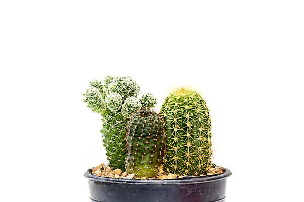 포토 JPG 해외이미지 화분 선인장 사람없음 초록색 흙 해외포토 식물 컬러 파일형식 이미지허브