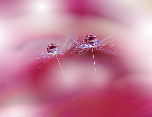 포토 JPG 해외이미지 식물 계절 꽃 실루엣 백그라운드 패턴 자연 벽지 추상 건조 사랑 미술 경사 사람없음 옆모습 물 빛 뷰티 놀람 거품 물방울 신선 투명 이슬 민들레 묘사 만족 유기농 내추럴 특별함 많음 해외포토 자연요소 웰빙 감정 뷰포인트 컨셉 무늬 문화예술 촬영기법 표정 생태계 파일형식 이미지허브