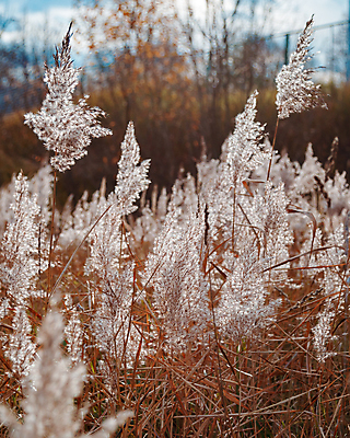 포토 JPG 해외이미지 밭 농업 갈대 풍경 사람없음 아웃포커스 가을 소프트포커스 해외포토 식물 계절 산업 촬영기법 파일형식 이미지허브