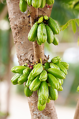 포토 JPG 해외이미지 나무 식물 아시아 음식 백그라운드 잎 농업 채소 과일 재료 자연 건강 사람없음 초록색 농장 정원 나뭇가지 신선 다발 유기농 날것 내추럴 숙성 해외포토 웰빙 나라 산업 컬러 생태계 파일형식 이미지허브
