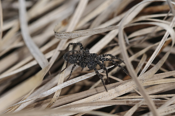 포토 JPG 해외이미지 동물 곤충 절지류 자연 사람없음 거미 해외포토 생태계 파일형식 이미지허브