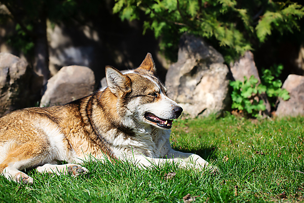 포토 JPG 해외이미지 주간 한마리 반려견 엎드리기 사람없음 야외 반려동물 산책 강아지 시베리안허스키 해외포토 자연요소 동물 1 모션 휴식 개 파일형식 이미지허브