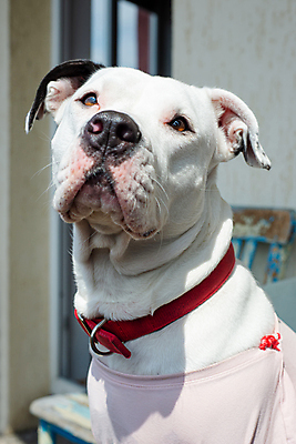 포토 JPG 해외이미지 동물 응시 여자 분홍색 티셔츠 사람없음 흰색 옷입기 몬스터 해외포토 시선 컬러 셔츠 모션 사람 파일형식 이미지허브