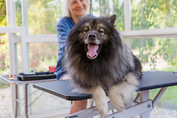 포토 JPG 해외이미지 여자 행복 실내 한명 미소 상반신 성인 앞모습 반려동물 잡기 개 돌봄 애견미용 성인여자한명만 해외포토 동물 1 감정 뷰포인트 포유류 모션 표정 사람 내부 뷰티 여자한명만 성인여자만 파일형식 이미지허브