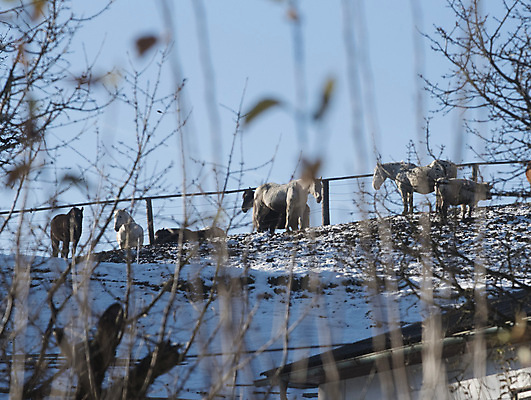 포토 JPG 해외이미지 동물 겨울 농업 생물 산 사람없음 경제 농장 가축 승차 승진 방목장 해외포토 계절 산업 모션 파일형식 이미지허브