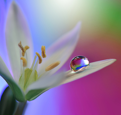 포토 JPG 해외이미지 식물 디자인 배너 꽃 백그라운드 꽃무늬 자연 벽지 추상 휴가 새로움 기념 사랑 미술 사람없음 장식 컬러풀 뷰티 봄 덮개 벚꽃 물방울 축하 인사 신용카드 메뉴 데이지 캔버스 초대 파스텔톤 해외포토 계절 감정 컬러 컨셉 무늬 문화예술 금융 뚜껑 예절 생태계 파일형식 이미지허브