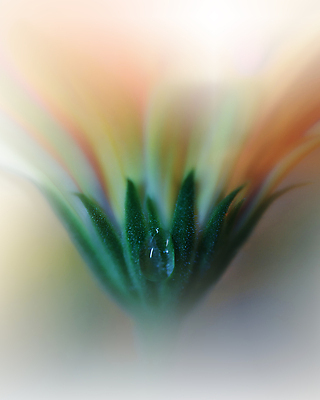 포토 JPG 해외이미지 식물 디자인 배너 꽃 백그라운드 꽃무늬 자연 벽지 추상 휴가 새로움 기념 사랑 미술 사람없음 장식 컬러풀 뷰티 봄 덮개 벚꽃 축하 인사 신용카드 메뉴 데이지 캔버스 초대 파스텔톤 해외포토 계절 감정 컬러 컨셉 무늬 문화예술 금융 뚜껑 예절 생태계 파일형식 이미지허브