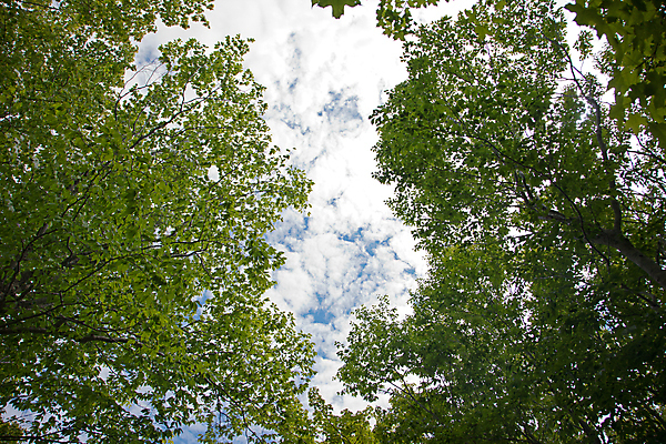 포토 JPG 해외이미지 나무 식물 응시 계절 백그라운드 잎 자연 하늘 날씨 사람없음 야외 초록색 파란색 빛 햇빛 태양 환경 맑음 봄 성장 신선 숲 만족 해외포토 자연요소 시선 감정 컬러 생태계 파일형식 이미지허브