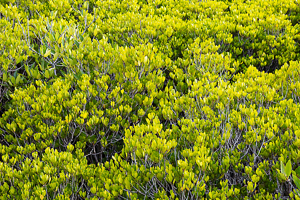 포토 JPG 해외이미지 나무 식물 공원 여행 백그라운드 잎 밭 태국 자연 하늘 풍경 사람없음 야외 목재 초록색 여름 노란색 환경 정원 봄 신선 황금 숲 내추럴 해외포토 계절 공공시설 아시아 컬러 농업 재료 생태계 파일형식 이미지허브
