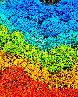 포토 JPG 해외이미지 식물 벽 백그라운드 잎 패턴 자연 벽지 표면 추상 이끼 사람없음 장식 빨간색 초록색 파란색 빛 인테리어 컬러풀 노란색 환경 상점 정원 검은색 성장 신선 숲 묘사 생태계 질감 청록색 리빙 내추럴 생태학 해외포토 디자인 교육 컬러 무늬 파일형식 이미지허브