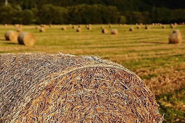 포토 JPG 해외이미지 계절 산업 음식 밭 농업 자연 하늘 건조 옥수수 사람없음 야외 초록색 파란색 농작물 농장 농경지 노란색 쌓기 일몰 수확 시골 원형 황금 건초더미 볏짚 낟알 땅 시리얼 밀 보리 롤 장면 뭉치 밀짚 내추럴 밭일 호밀 해외포토 도형 컬러 모션 곡류 노을 건초 짚 생태계 파일형식 더미 이미지허브