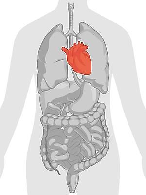 EPS 해외이미지 클립아트 모델 디자인 교육 과학 일러스트 해부 사람 내부 그래픽 하트 오르간 만화 그림 생물학 코믹 시스템 고립 엘리먼트 해외일러스트 모양 의학 건반악기 파일형식 벡터 이미지허브