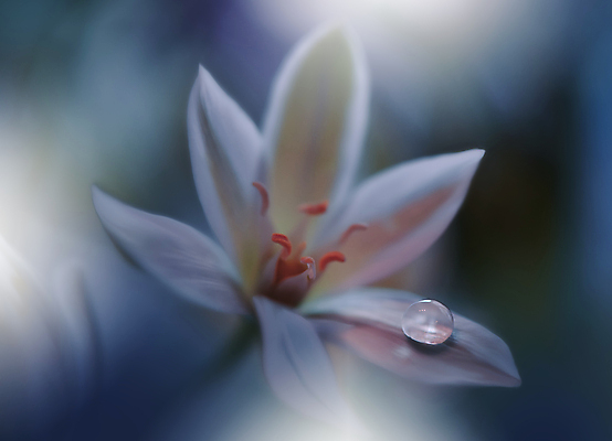 포토 JPG 해외이미지 식물 디자인 배너 꽃 백그라운드 꽃무늬 자연 벽지 추상 휴가 새로움 기념 사랑 미술 사람없음 장식 초록색 컬러풀 뷰티 봄 덮개 벚꽃 축하 인사 신용카드 메뉴 캔버스 초대 파스텔톤 해외포토 계절 감정 컬러 컨셉 무늬 문화예술 금융 뚜껑 예절 생태계 파일형식 이미지허브