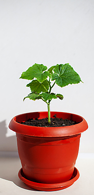 포토 JPG 해외이미지 식물 잎 오이 사람없음 농작물 흙 원예 모종 해외포토 농업 채소 취미 파일형식 이미지허브