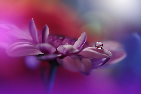 포토 JPG 해외이미지 식물 디자인 배너 꽃 백그라운드 꽃무늬 자연 벽지 추상 휴가 새로움 기념 사랑 미술 사람없음 장식 여름 컬러풀 뷰티 봄 덮개 벚꽃 축하 인사 신용카드 메뉴 데이지 캔버스 초대 파스텔톤 해외포토 계절 감정 컬러 컨셉 무늬 문화예술 금융 뚜껑 예절 생태계 파일형식 이미지허브