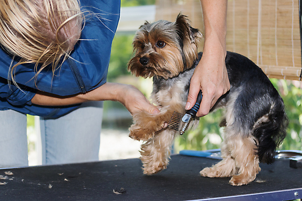 포토 JPG 해외이미지 응시 실내 숙이기 한명 상반신 앞모습 반려동물 잡기 개 돌봄 애견미용 애견빗 성인여자한명만 해외포토 동물 1 시선 뷰포인트 포즈 포유류 모션 사람 내부 뷰티 애견용품 여자한명만 성인여자만 파일형식 이미지허브