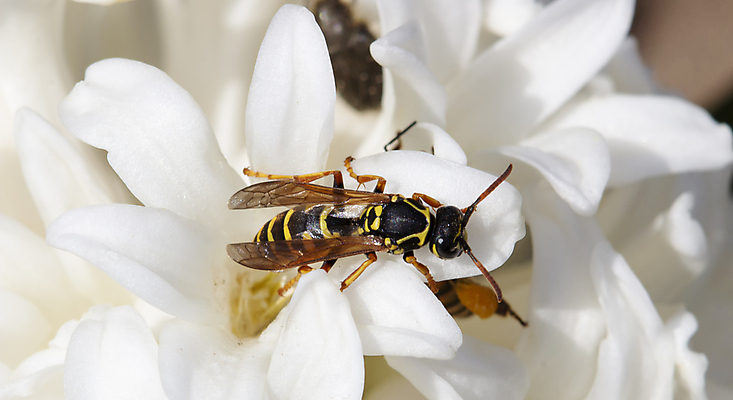 포토 JPG 해외이미지 식물 동물 꽃잎 꽃 야생동물 나비 곤충 백그라운드 잎 꽃무늬 날개 자연 사람없음 야외 초록색 여름 컬러풀 뷰티 노란색 정원 검은색 봄 벚꽃 흰색 닫기 벌레 말벌 위험 벌 묘사 데이지 꽃가루 꿀 내추럴 고립 캐모마일 해외포토 계절 컬러 컨셉 무늬 모션 벌_곤충 가루 허브 생태계 파일형식 이미지허브