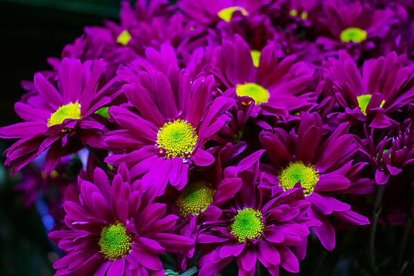 포토 JPG 해외이미지 식물 계절 꽃잎 꽃 행복 백그라운드 잎 꽃무늬 자연 벽지 사람없음 장식 컬러풀 뷰티 장미 정원 보라색 봄 벚꽃 신선 개화 배열 향수 데이지 향 라벤더 내추럴 스타일 해외포토 감정 컬러 무늬 화장품 허브 생태계 파일형식 이미지허브