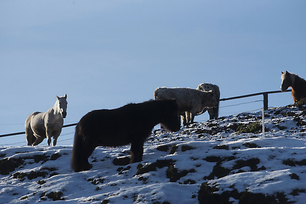 포토 JPG 해외이미지 동물 겨울 농업 생물 산 사람없음 경제 농장 가축 승차 승진 방목장 해외포토 계절 산업 모션 파일형식 이미지허브