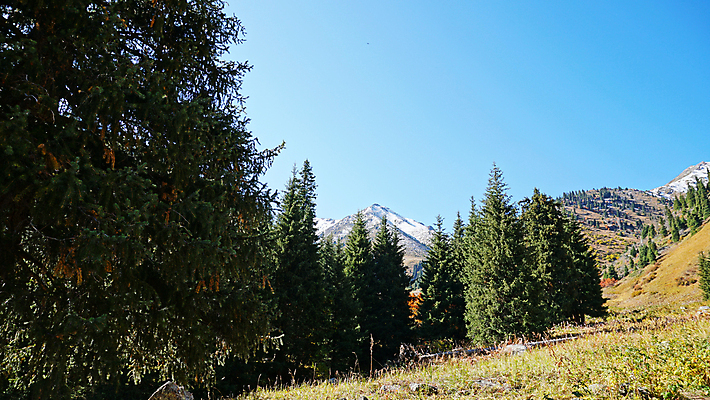 포토 JPG 해외이미지 나무 계절 공원 여행 백그라운드 잎 자연 하늘 아침 산 안테나 사람없음 야외 초록색 빛 햇빛 태양 뷰티 일출 환경 맑음 일몰 달 황금 숲 언덕 내추럴 드론 절정 카자흐스탄 가문비나무 해외포토 주간 자연요소 식물 공공시설 아시아 컬러 통신 날씨 노을 생태계 파일형식 이미지허브