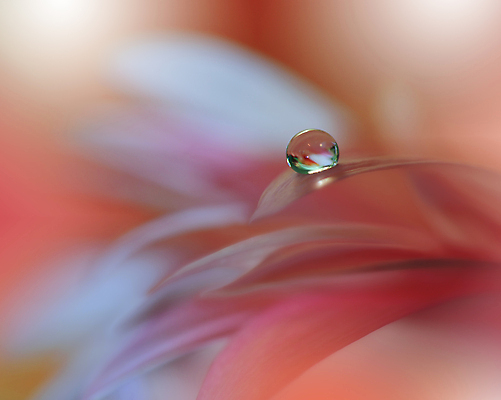 포토 JPG 해외이미지 식물 디자인 배너 꽃 백그라운드 꽃무늬 자연 벽지 추상 휴가 새로움 기념 사랑 미술 사람없음 장식 컬러풀 뷰티 봄 덮개 벚꽃 물방울 축하 인사 신용카드 메뉴 데이지 캔버스 초대 파스텔톤 해외포토 계절 감정 컬러 컨셉 무늬 문화예술 금융 뚜껑 예절 생태계 파일형식 이미지허브