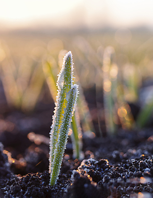 포토 JPG 해외이미지 계절 음식 백그라운드 잎 겨울 밭 농업 자연 아침 잔디 사람없음 초록색 물 빛 햇빛 태양 농장 환경 냉동 봄 손상 추위 성장 광선 물방울 신선 뜨거움 칼날 이슬 낟알 땅 시리얼 밀 허브 질감 서리 결정체 총쏘기 해외포토 주간 자연요소 식물 산업 컬러 컨셉 모션 곡류 생태계 파일형식 이미지허브