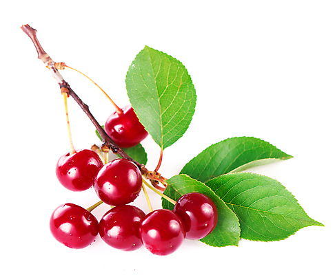 포토 JPG 해외이미지 줄기 잎 과일 사람없음 초록색 체리 해외포토 식물 컬러 파일형식 이미지허브