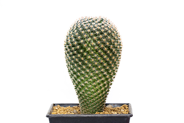 포토 JPG 해외이미지 화분 선인장 사람없음 초록색 흙 해외포토 식물 컬러 파일형식 이미지허브