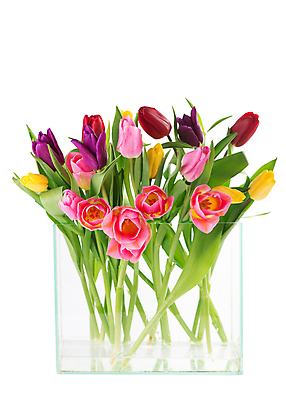 포토 JPG 해외이미지 여러송이 잎 봄꽃 유리 실내 사람없음 꽃병 튤립 흰배경 담기 해외포토 식물 꽃 다수 백그라운드 모션 재질 내부 봄 흰색 파일형식 이미지허브