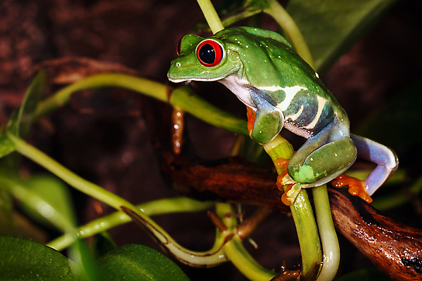 포토 JPG 해외이미지 나무 식물 동물 응시 야생동물 줄기 백그라운드 손가락 자연 개구리 양서류 사람없음 빨간색 초록색 컬러풀 어둠 습기 닫기 야간 숲 열대우림 호기심 오르기 발가락 육식 돛대 어려움 이국적 해외포토 자연요소 손 시선 감정 컬러 컨셉 모션 발 생태계 파일형식 이미지허브