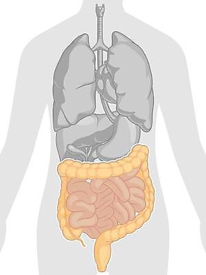 EPS 해외이미지 클립아트 모델 디자인 교육 과학 일러스트 해부 사람 내부 그래픽 오르간 만화 그림 생물학 코믹 고립 엘리먼트 해외일러스트 의학 건반악기 파일형식 벡터 악기 건반 음악 문화예술 이미지허브