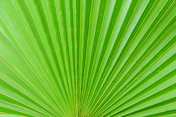 포토 JPG 해외이미지 모양 나무 식물 디자인 선 백그라운드 잎 패턴 자연 벽지 추상 손바닥 미술 동양인 사람없음 야외 장식 초록색 여름 빛 환경 정원 봄 성장 나뭇가지 신선 닫기 숲 열대우림 묘사 에코 질감 내추럴 떠남 생태학 스타일 그리너리 현실 해외포토 손 계절 교육 컬러 무늬 모션 문화예술 인종 생태계 파일형식 트랜드컬러 이미지허브