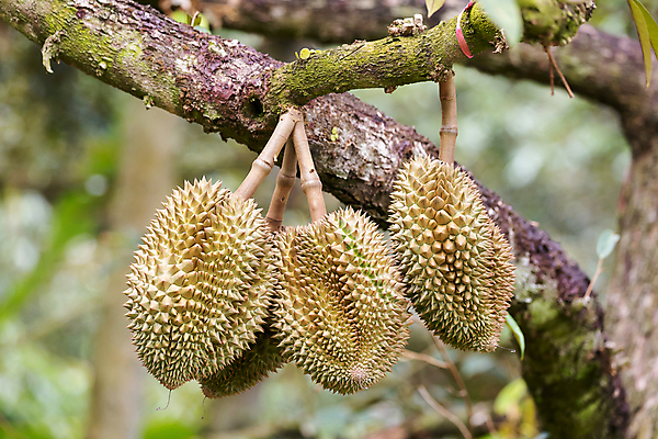포토 JPG 해외이미지 나무 식물 계절 아시아 음식 백그라운드 농업 과일 태국 자연 디저트 건강 동양인 사람없음 초록색 농장 노란색 정원 신선 가시 달콤 맛 왕 유기농 날것 냄새 내추럴 해외포토 웰빙 나라 산업 컬러 컨셉 인종 생태계 파일형식 이미지허브