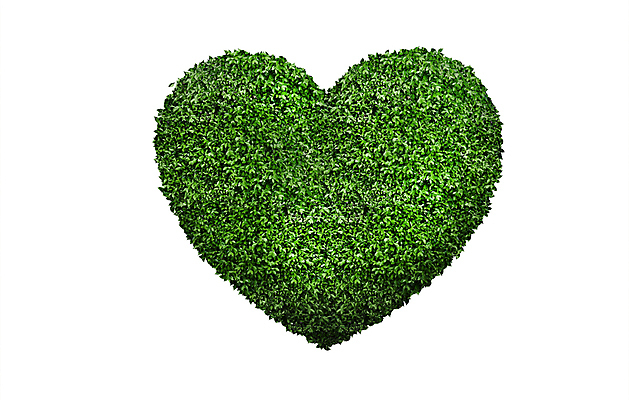 포토 JPG 해외이미지 모양 나무 식물 디자인 실루엣 백그라운드 컨셉 잎 꽃무늬 곡선 자연 아이디어 발렌타인데이 건강 사랑 사람없음 초록색 여름 환경 정원 봄 활발 성장 흰색 하트 신선 숲 심볼 사인 에코 친환경 내추럴 고립 돌봄 생태학 해외포토 계절 교육 꽃 감정 선 컬러 무늬 모션 데이이벤트 촬영기법 생태계 파일형식 이미지허브