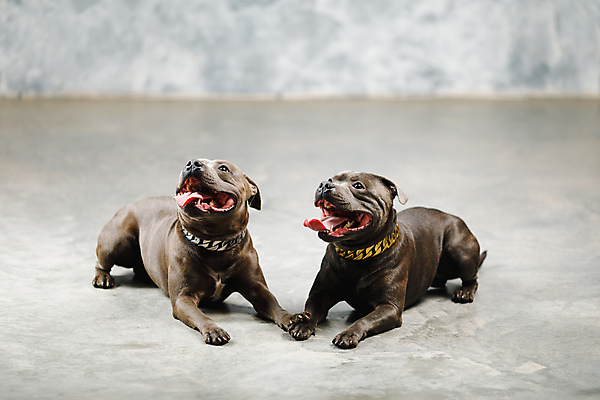 포토 JPG 해외이미지 동물 남자 행복 포즈 백그라운드 발 추상 건강 미소 경비 성인 사람없음 반려동물 뷰티 갈색 초콜릿 힘 페인트 회색 수확 행운 황금 개 은색 스마트 복고 슛 기르기 쓰다듬기 해외포토 감정 컬러 컨셉 무늬 농업 포유류 모션 디저트 표정 안전 사람 신체부위 보호 돌봄 파일형식 이미지허브