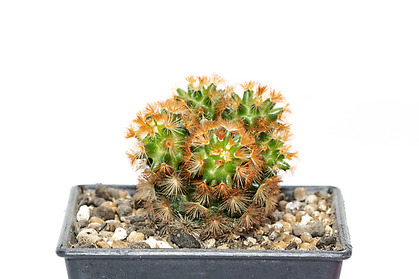 포토 JPG 해외이미지 화분 선인장 사람없음 주황색 흙 해외포토 식물 컬러 파일형식 이미지허브