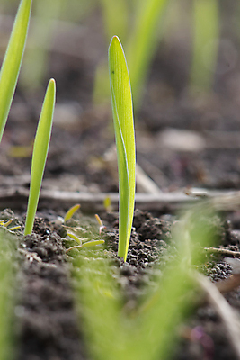 포토 JPG 해외이미지 식물 음식 줄기 백그라운드 잎 밭 농업 자연 새로움 건강 씨앗 잔디 사람없음 초록색 농작물 농장 농경지 새싹 흙 봄 성장 시골 신선 낟알 땅 시리얼 밀 보리 먼지 내추럴 밭일 줄서기 세련 귀리 해외포토 계절 산업 컬러 컨셉 모션 곡류 생태계 파일형식 이미지허브