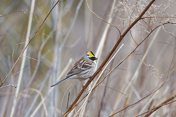 포토 JPG 해외이미지 동물 날개 조류 사람없음 봄 나뭇가지 참새 해외포토 나무 계절 파일형식 이미지허브