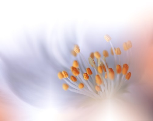 포토 JPG 해외이미지 디자인 배너 꽃 백그라운드 컨셉 잎 꽃무늬 밭 자연 추상 사랑 사람없음 초록색 컬러풀 햇빛 뷰티 맑음 화목 침묵 놀람 봄 터치 신선 분위기 황금 고독 보케 장면 블러 파스텔톤 해외포토 식물 계절 감정 컬러 무늬 농업 날씨 표정 태양 소리 생태계 파일형식 이미지허브