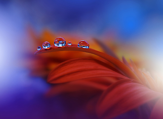 포토 JPG 해외이미지 식물 디자인 배너 꽃 백그라운드 꽃무늬 자연 벽지 추상 휴가 새로움 기념 사랑 미술 사람없음 장식 컬러풀 뷰티 봄 덮개 벚꽃 축하 인사 신용카드 메뉴 데이지 캔버스 초대 파스텔톤 해외포토 계절 감정 컬러 컨셉 무늬 문화예술 금융 뚜껑 예절 생태계 파일형식 이미지허브